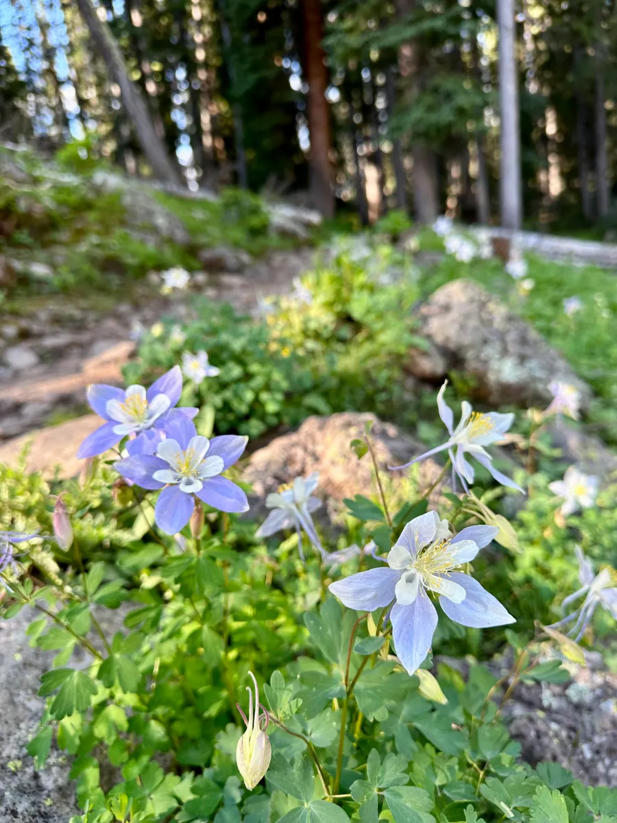 Colorado columbine wildflowers blooming on the Grand Mesa above Grand Junction