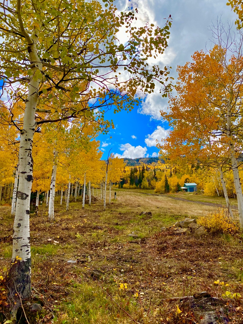 Fall aspen color on the Grand Mesa near Powderhorn Mountain Resort, Colorado
